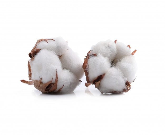 Global market surges: Cotton exports may increase 30%