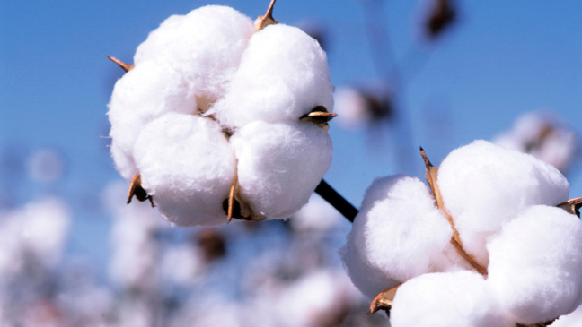 COTTON EXPORTS, PRODUCTION & CONSUMPTION TO RISE