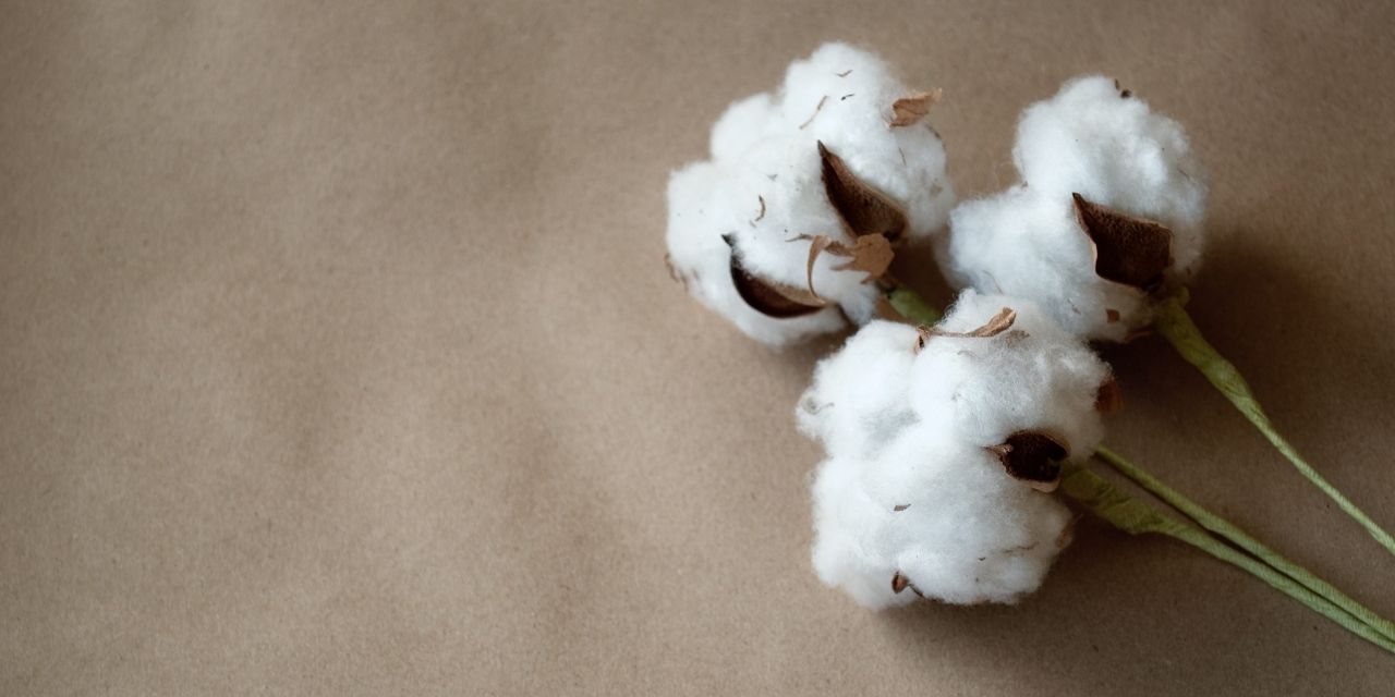 COTTON PRODUCTION MUST BE REVIVED, ACCORDING TO THE TEXTILE GIANT