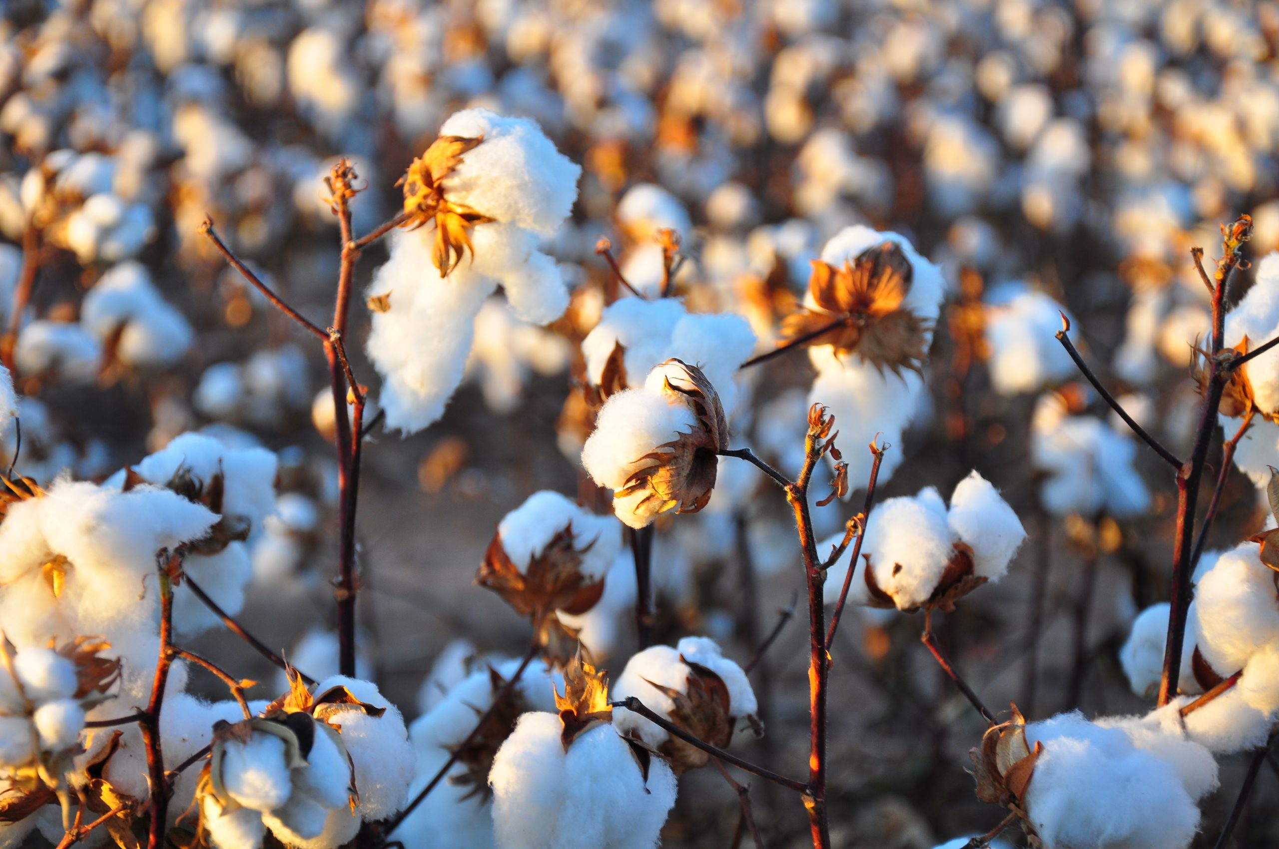 INDIA WILL CONTINUE TO LEAD THE WORLD IN COTTON PRODUCTION UNTIL 2030