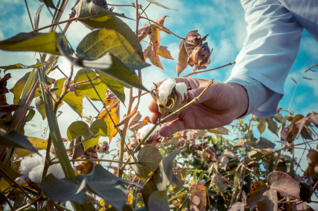 COTTON UP AFTER CAI REVISED INDIAN COTTON EXPORT ESTIMATES HIGHER FOR 2020-21