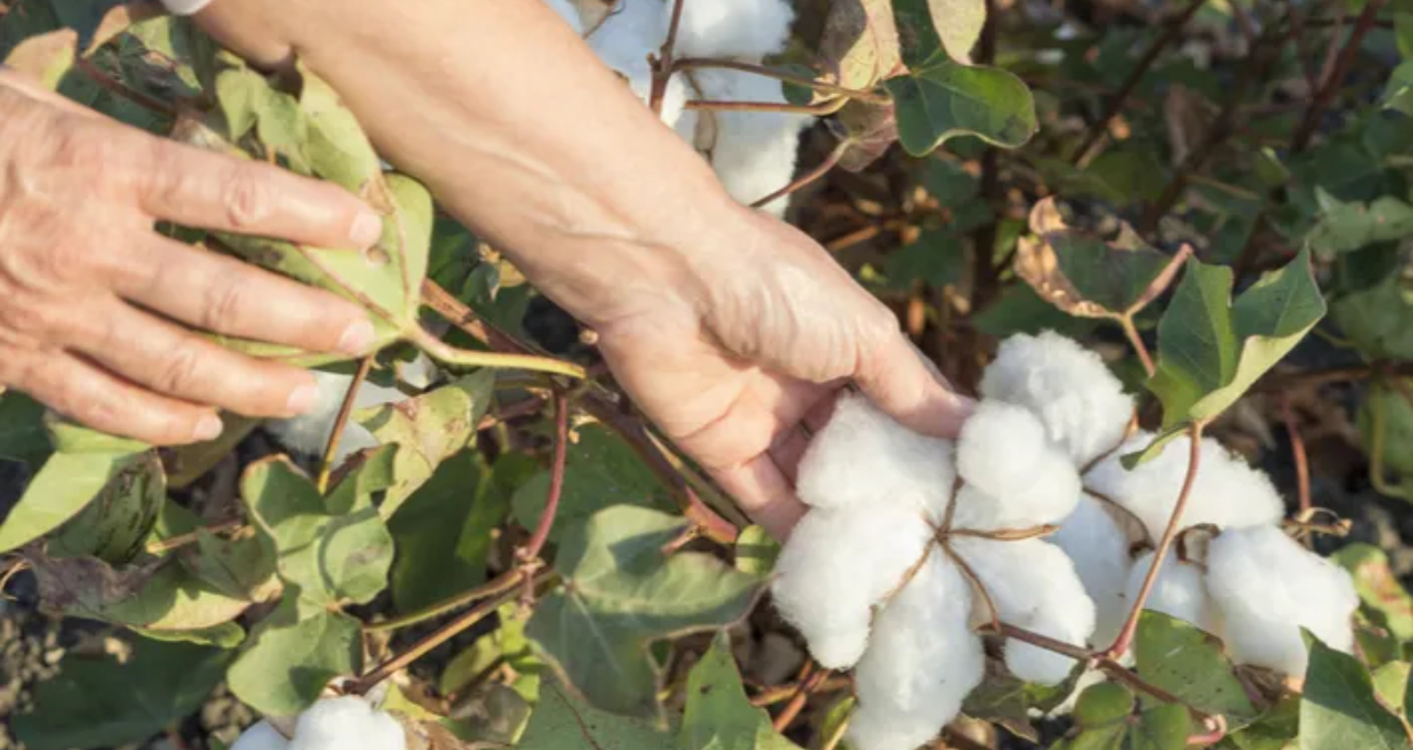 MACHINES WHOLE 80% OF COTTON CHOOSING IN CHINA`S XUAR IN 2021