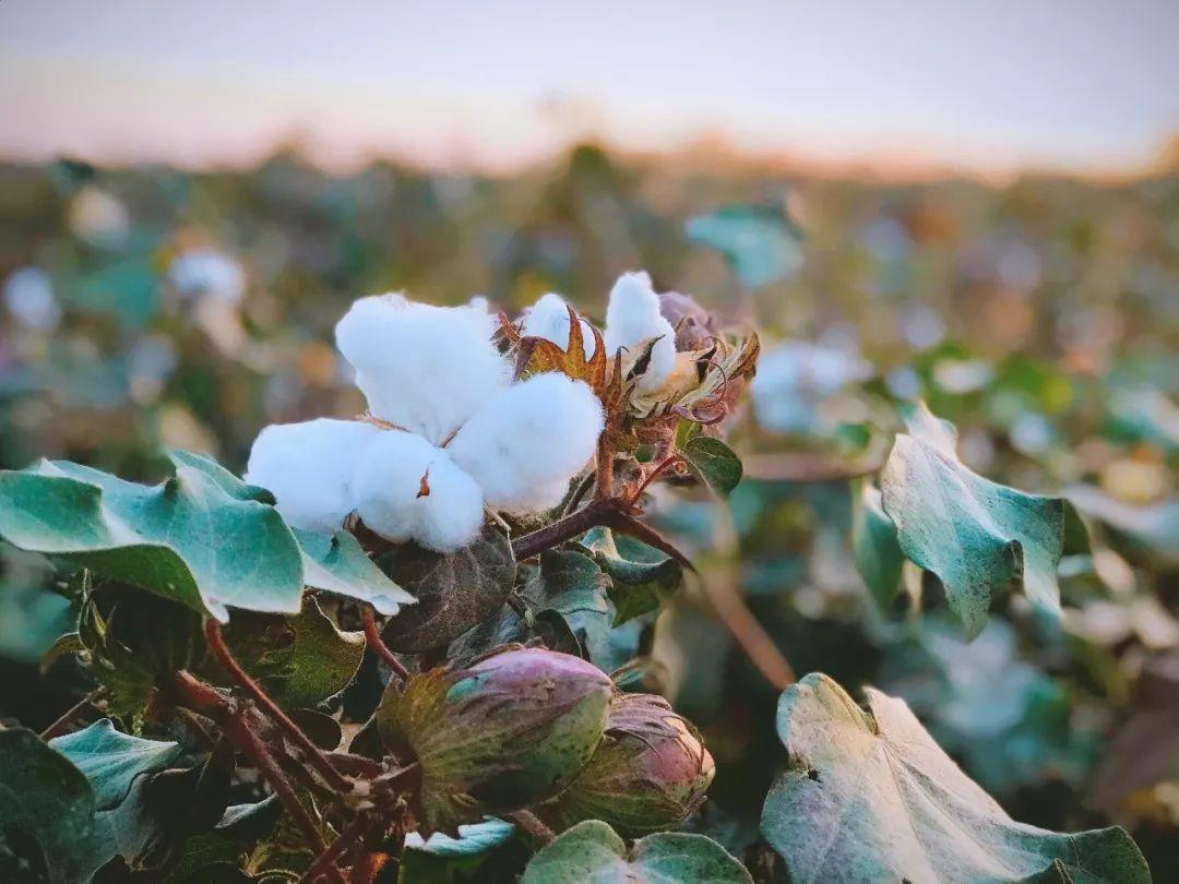 DBS unveils pilot programme in India on organic cotton.