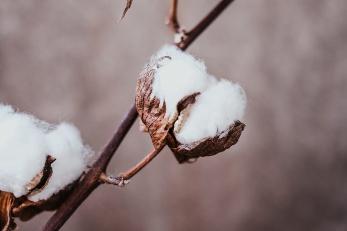 India to Impose Duty on Cotton Imports