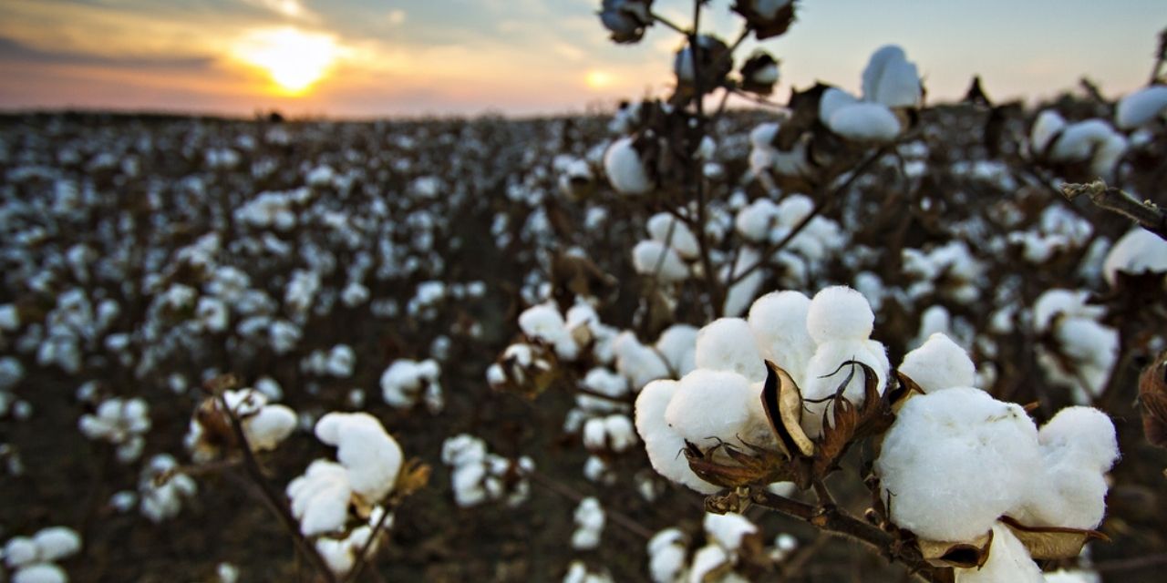 Rise In Egypt’s Cotton Pricing