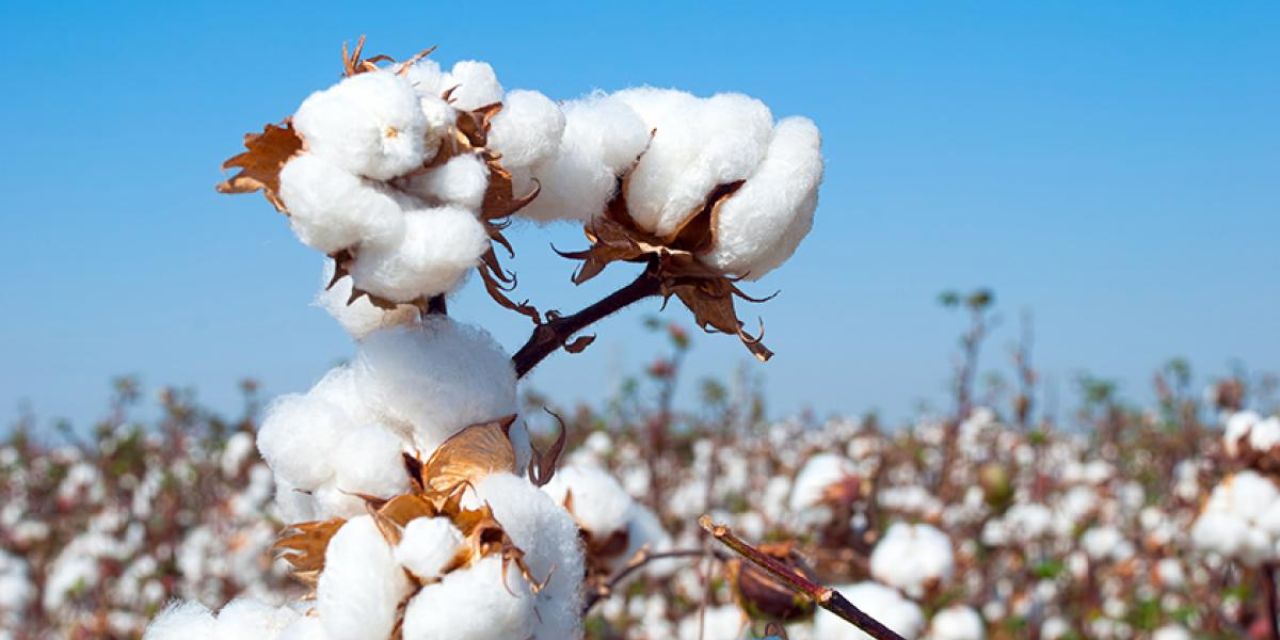 TS TEAM COTTON FARMING IN US