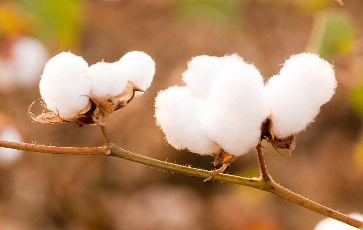 Coronavirus halts Indian cotton export to China